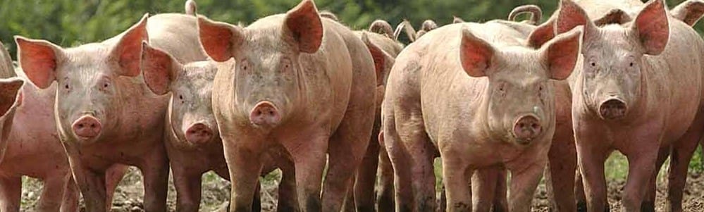 Geren’s Pet Pig: Trinity River Slush Fund