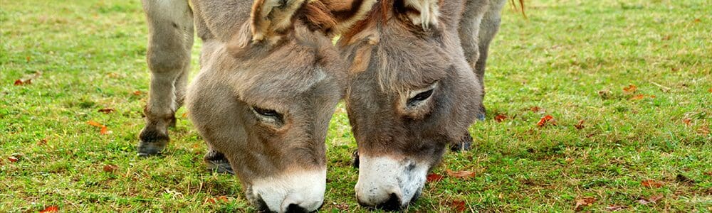 So Ted Cruz Is Facing Two Democrats In 2018