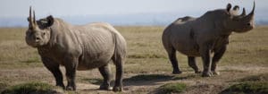 RINO Hurd?