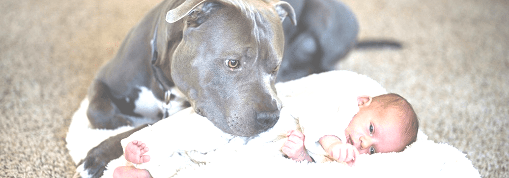Misguided Pit Bull Bans Demonstrate Need for Preemption