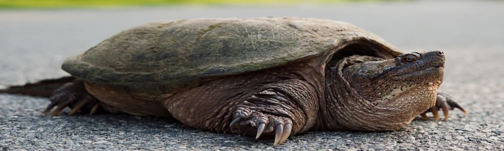 A State Agency Wants to Ban Turtle Collection on Private Property