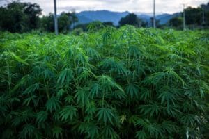 Commentary: Texas Moves to Legalize Industrial Hemp