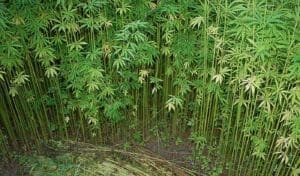DAs Warn Cannabis Laws Unenforceable for Now