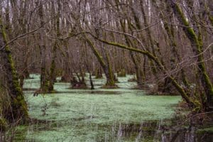 Gonzales County: Another Swamp to Drain