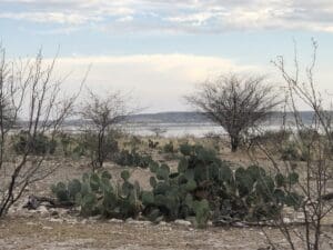 Feds Deploy Traps, Sterile Flies as Flesh Eating Parasite Nears Texas