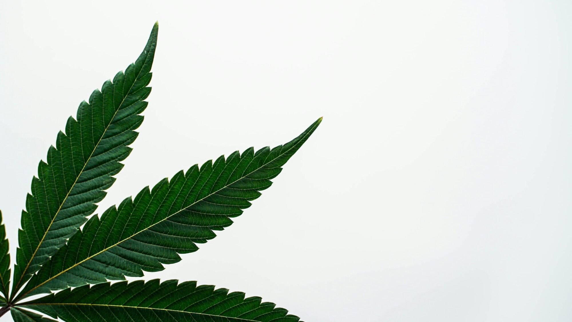 Marijuana leaf