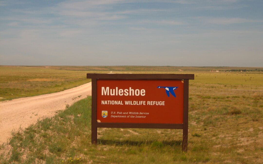Trump Administration Halts Controversial Muleshoe Wildlife Refuge Expansion