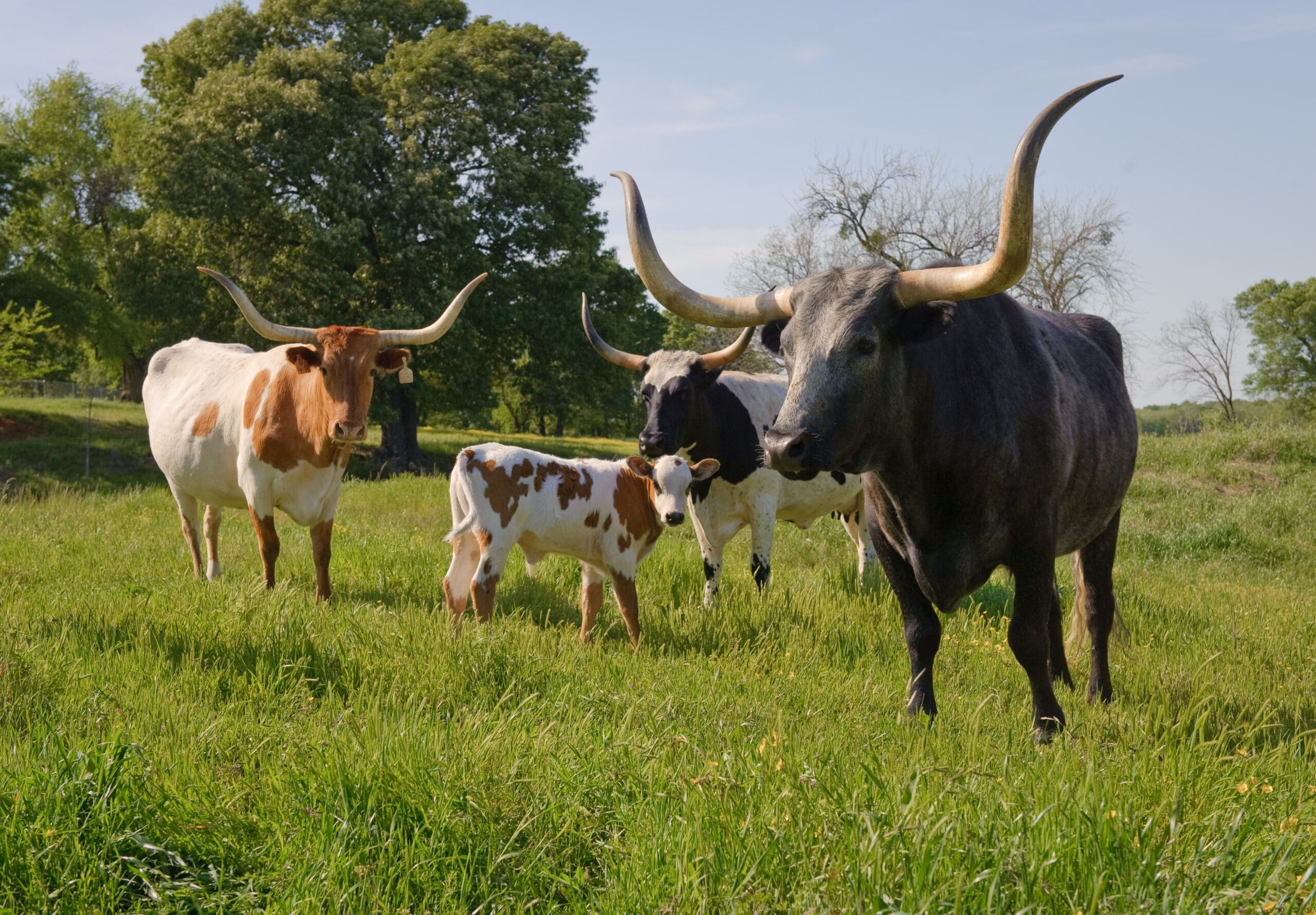 Texas Agriculture Organizations Urge Congress to Block Cattle EID Tag