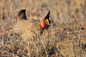 Federal Court Ends Biden-Era Endangered Species Ruling on Lesser Prairie-Chicken