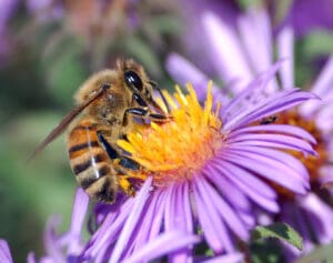 Texas Reports Record Honeybee Losses That Reflect National Decline