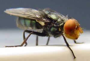 Feds Move Quickly To Contain New World Screwworm Case in South Texas