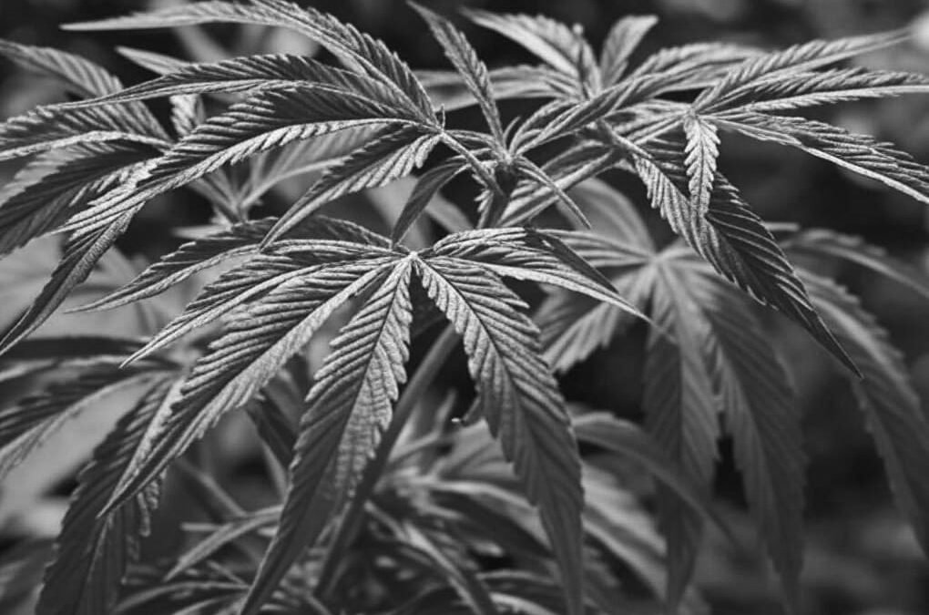 Texas Supreme Court Upholds Hemp-Derived THC Classification
