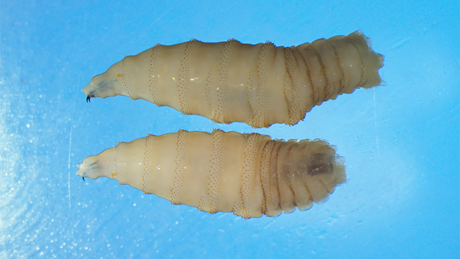 New World screwworm larvae