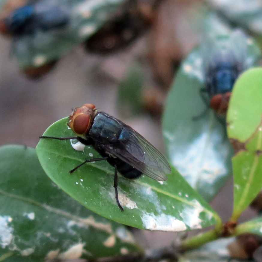 NWS Fly
