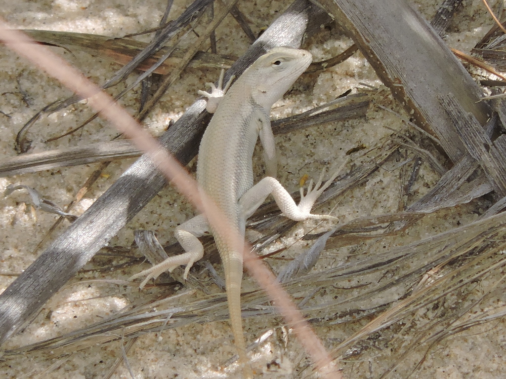 Dunes Sagebrush lizard