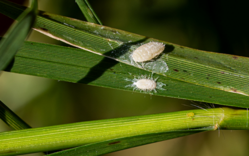 Experts Warn of Pasture Mealybug Outbreak in Texas