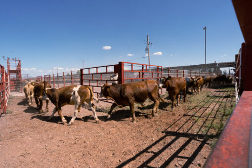 Trump Orders USDA To Explore Restoring Beef-Origin Labeling  