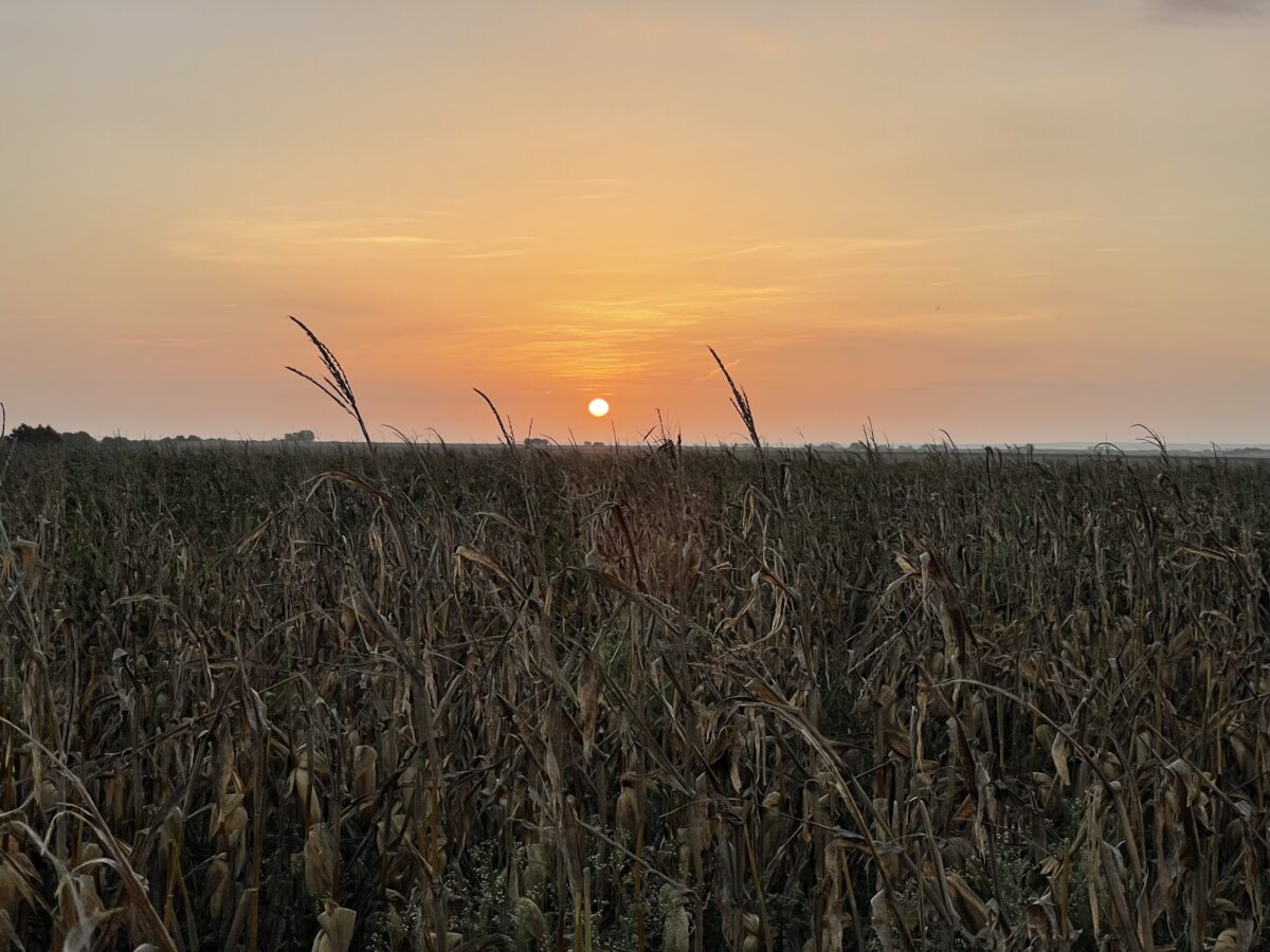 Sunset in a field