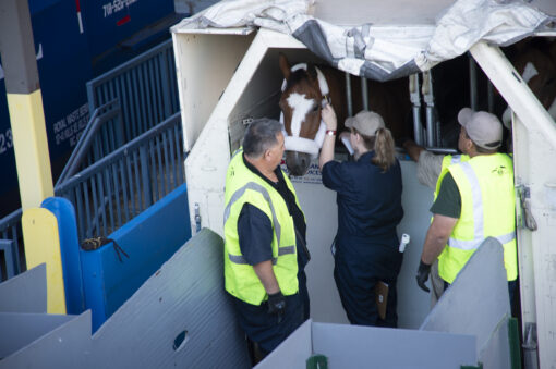 Border Security Expert Warns Drug Cartel Is Exploiting Horse Trade 